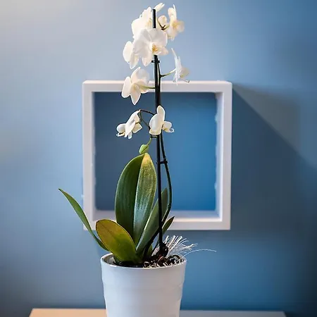 Sciuscia' 3* 알카모 마리나